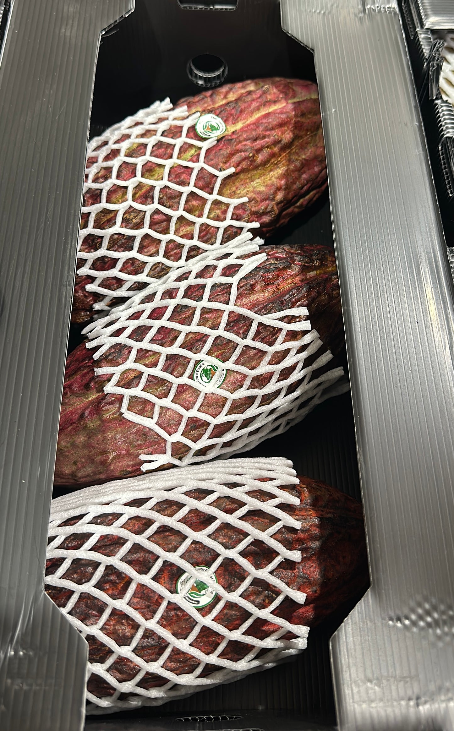 Cacao