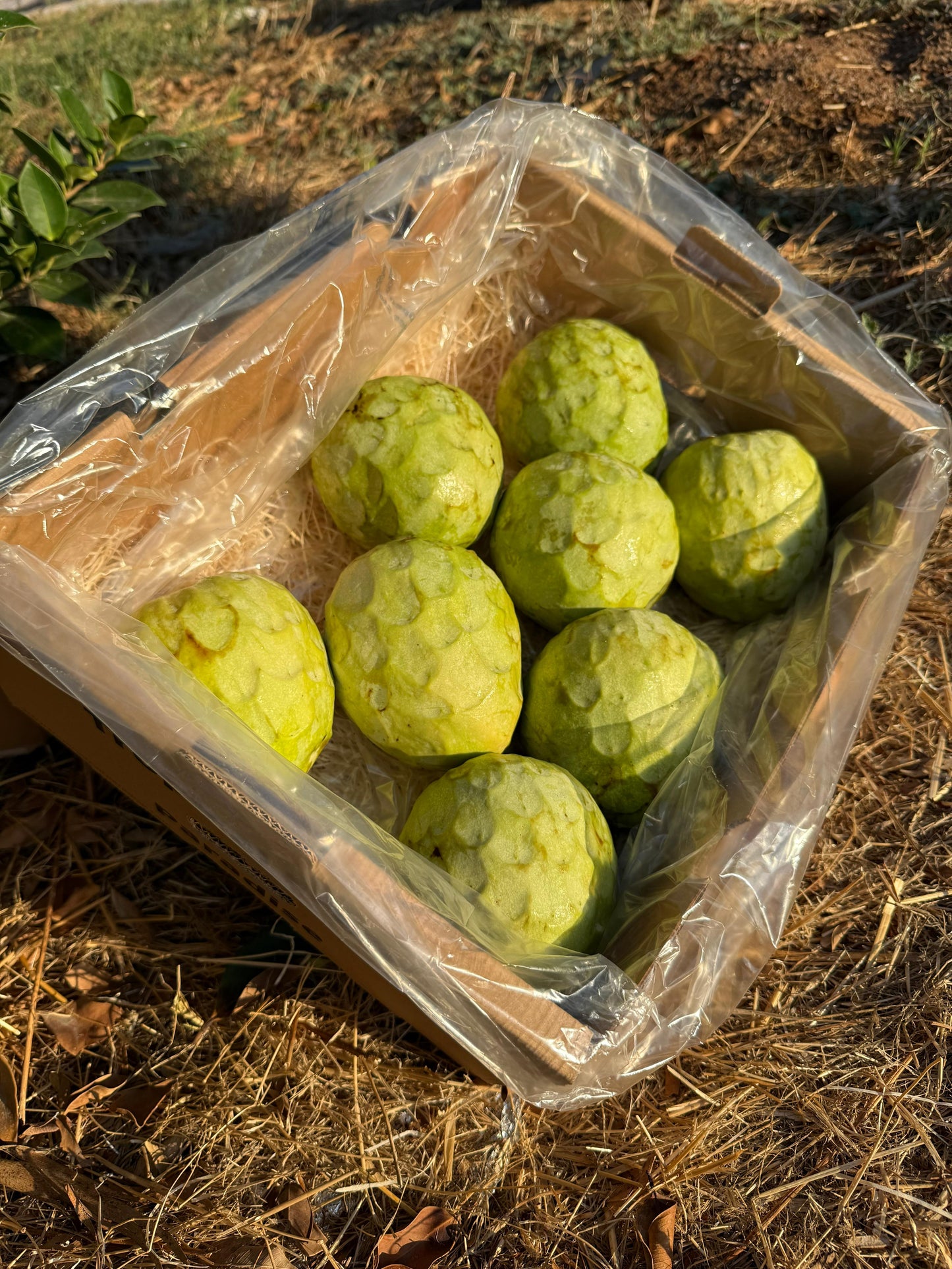 Cherimoya