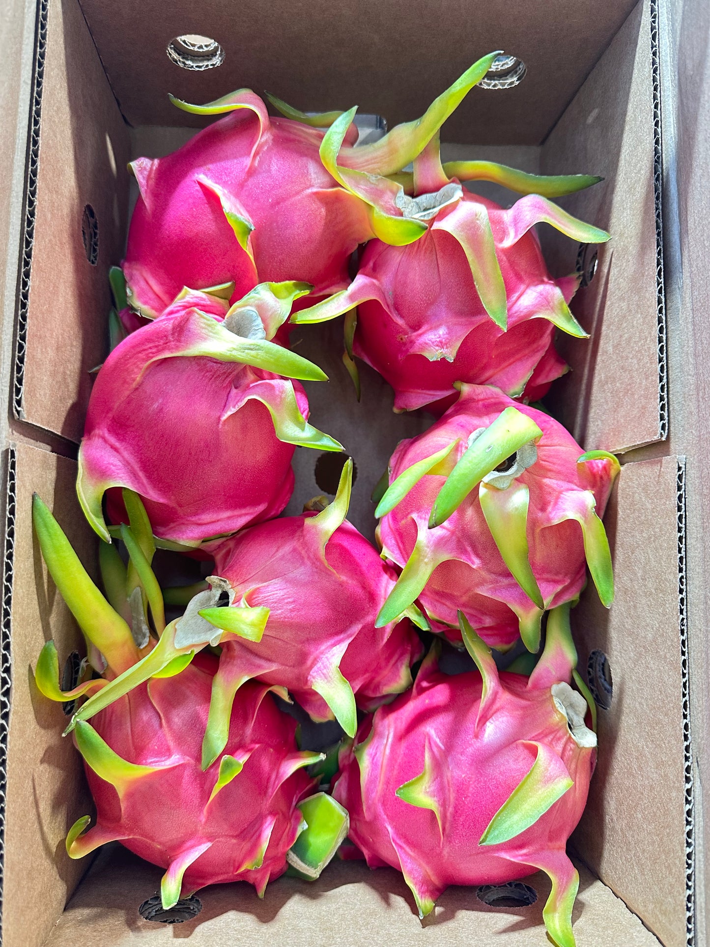 Pitahaya Roja/Blanca