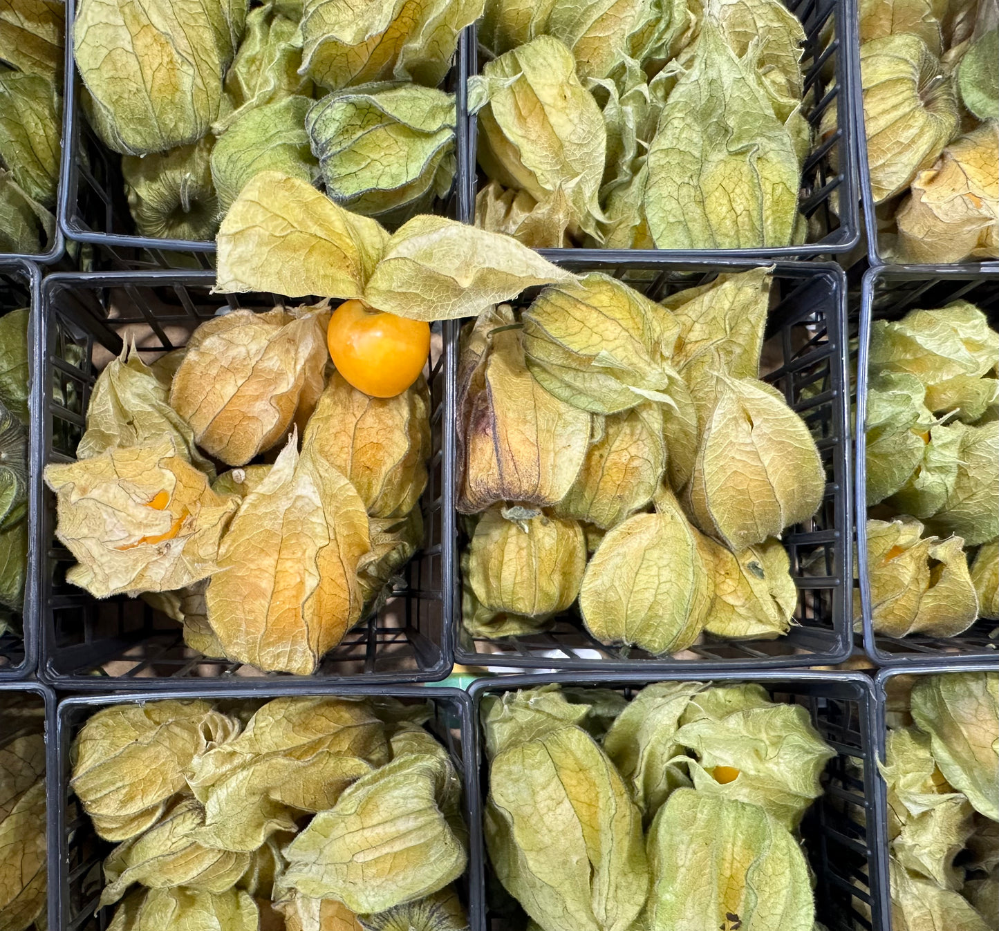 Physalis