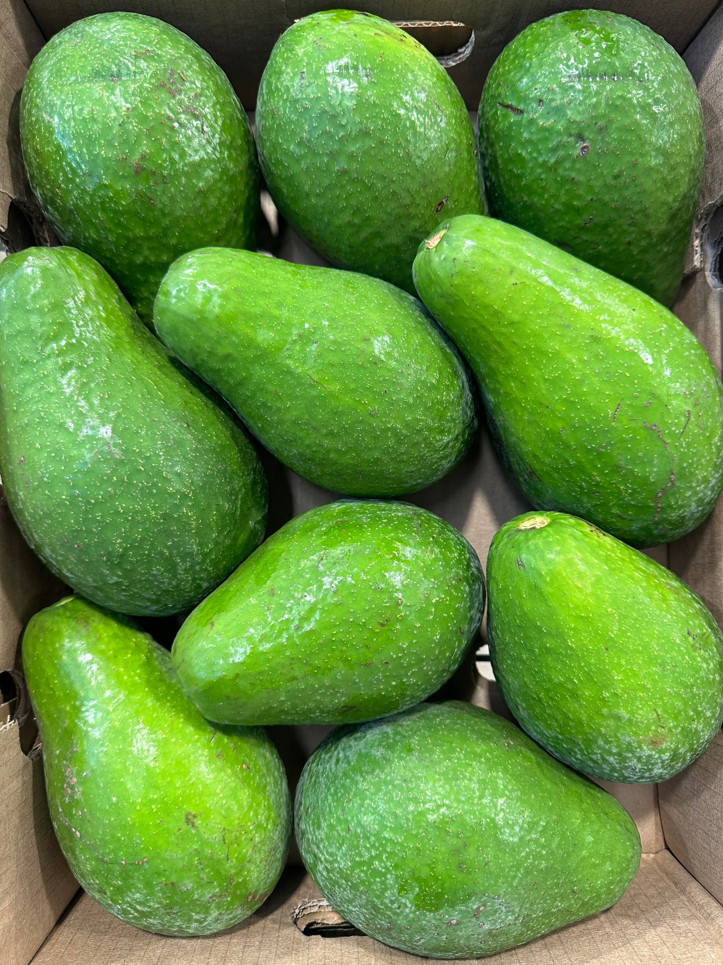 Aguacate Semil