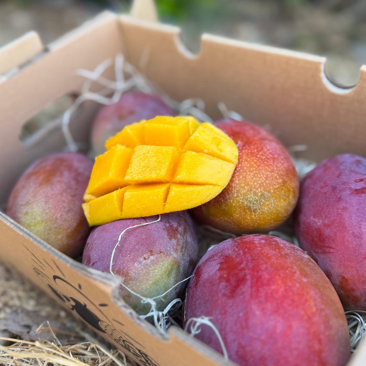 Mango Irwin Bio