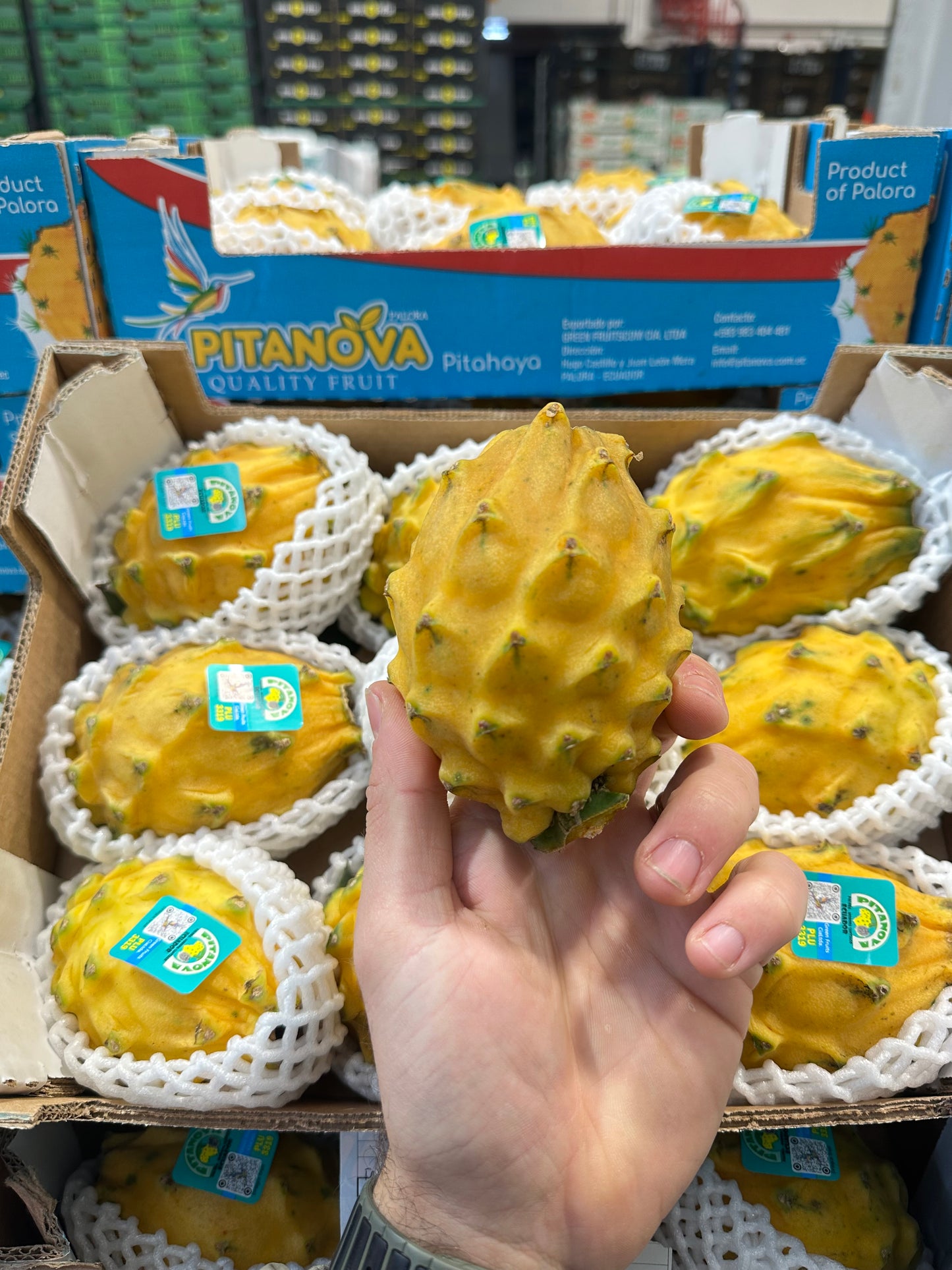Pitahaya Amarilla