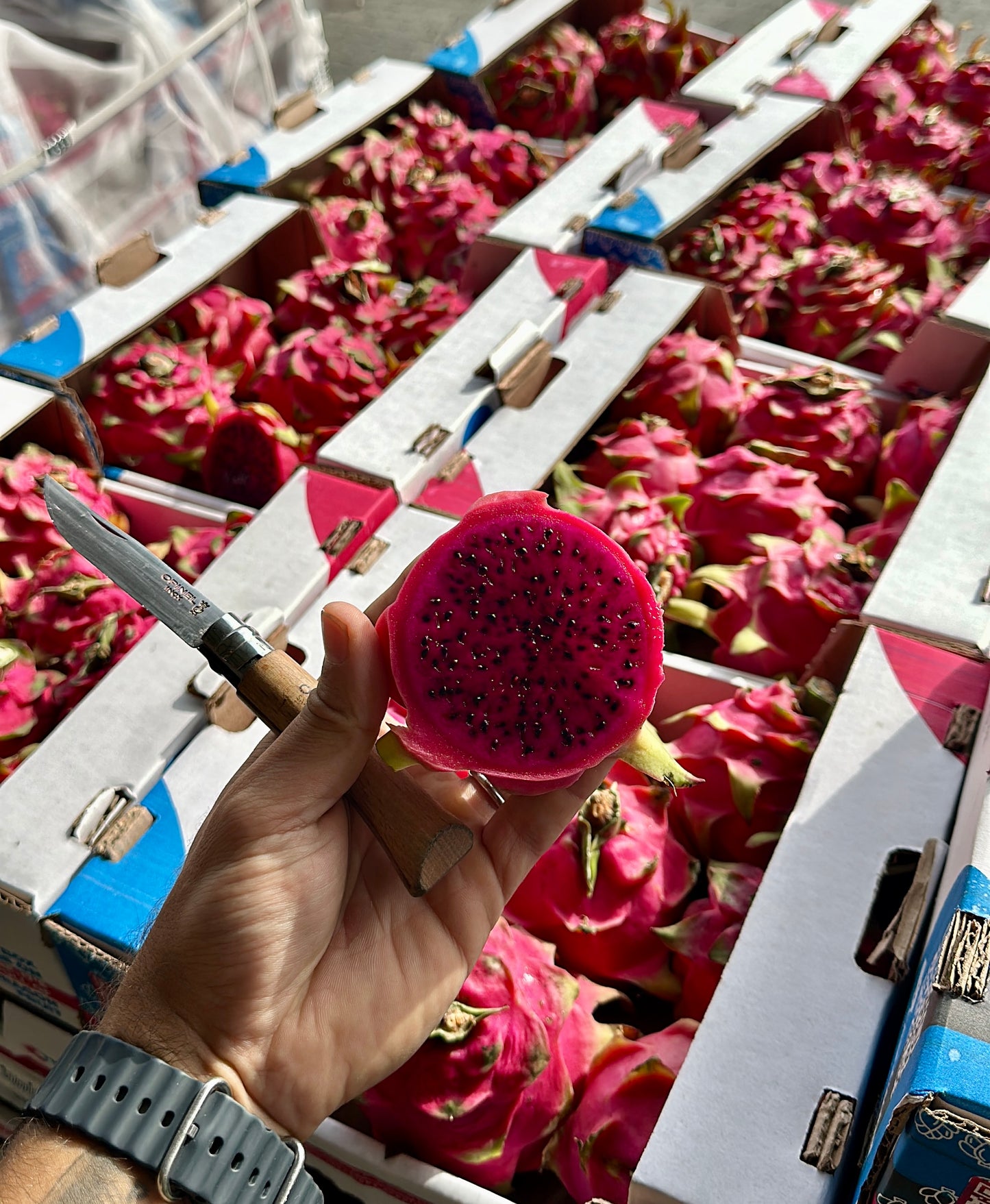 Pitahaya Roja/Roja