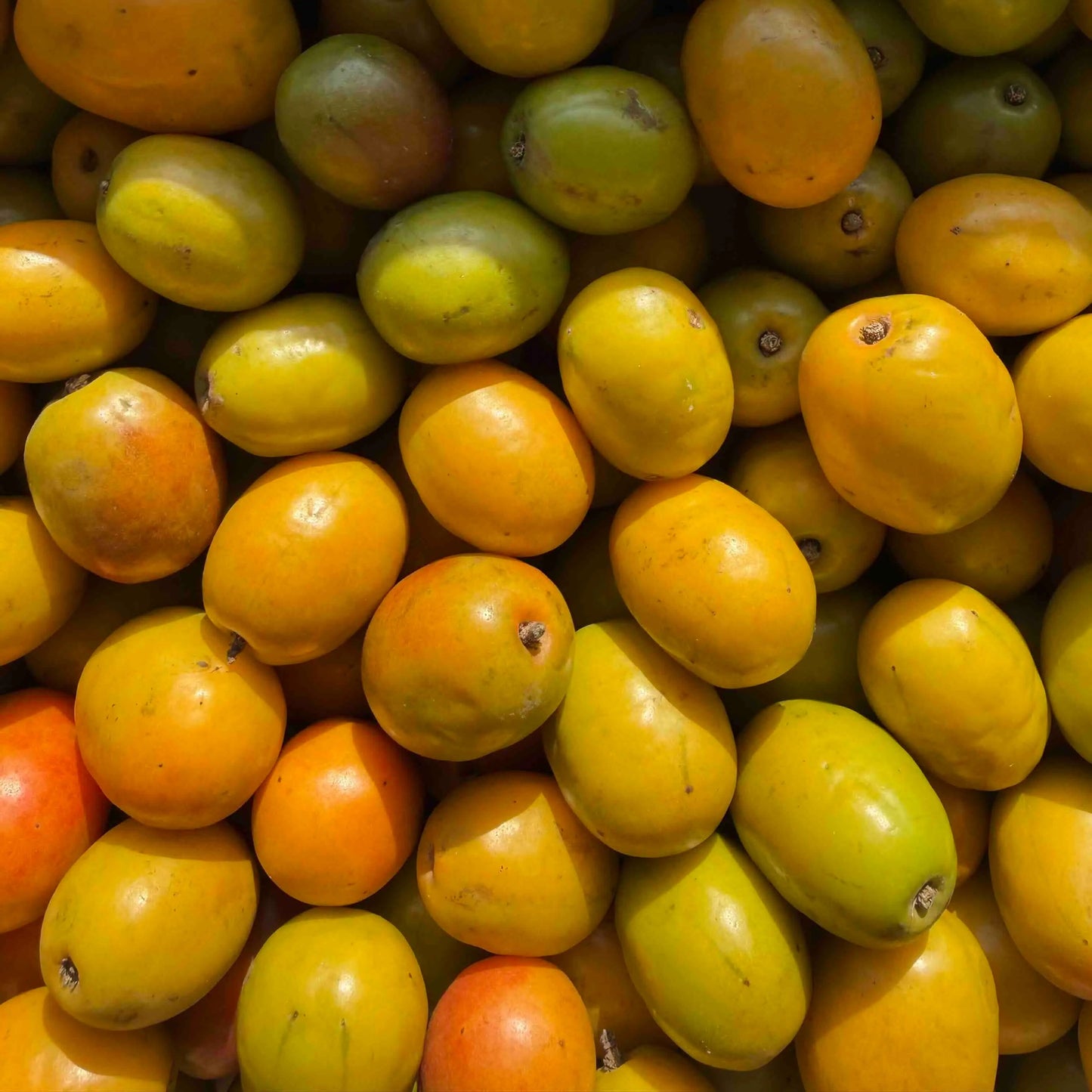 Top-down view of a large harvest of yellow and green tropical plums (ciruelas) ripening in a pile.