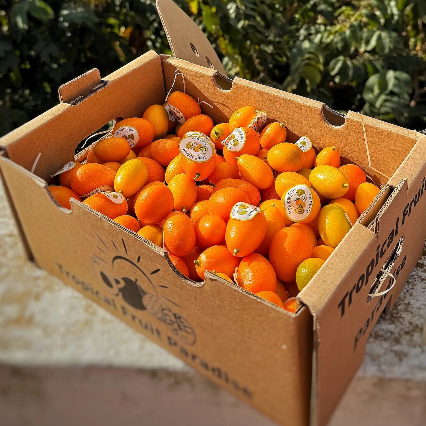 A cardboard box overflowing with small, bright orange kumquats with 'Tropical Fruit Paradise' branding
