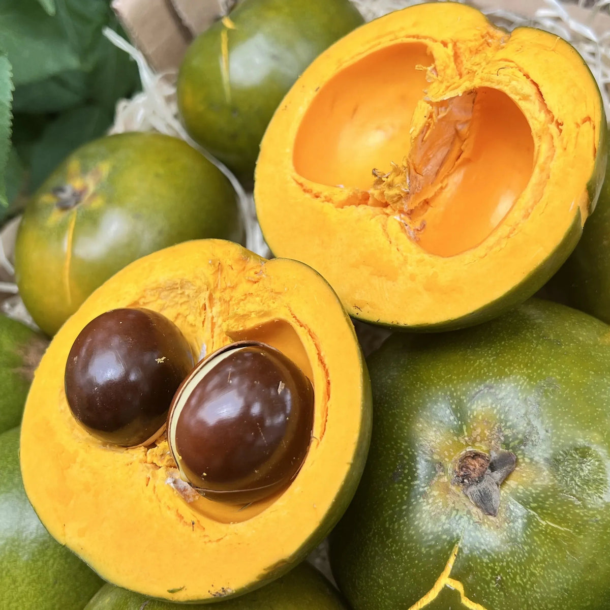 A top-down view of a box filled with round green lucuma fruits on hay, with two fruits sliced open to show the dry yellow-orange flesh and dark seeds.