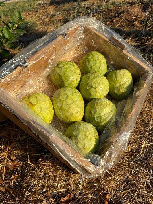 Cherimoya