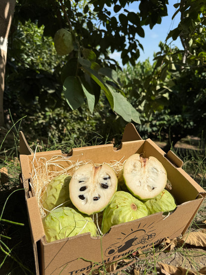 Cherimoya
