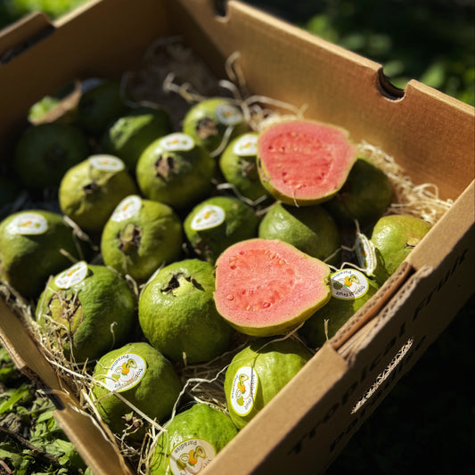 Guava