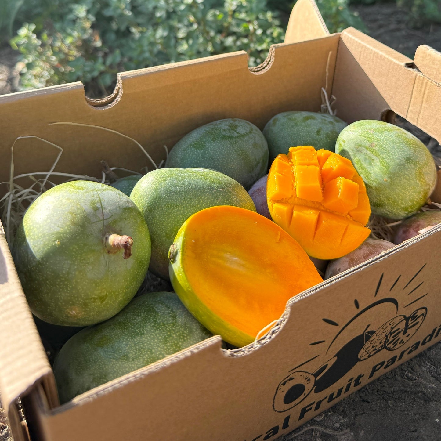 Mango Kent Baby