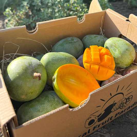 Mango Kent Baby
