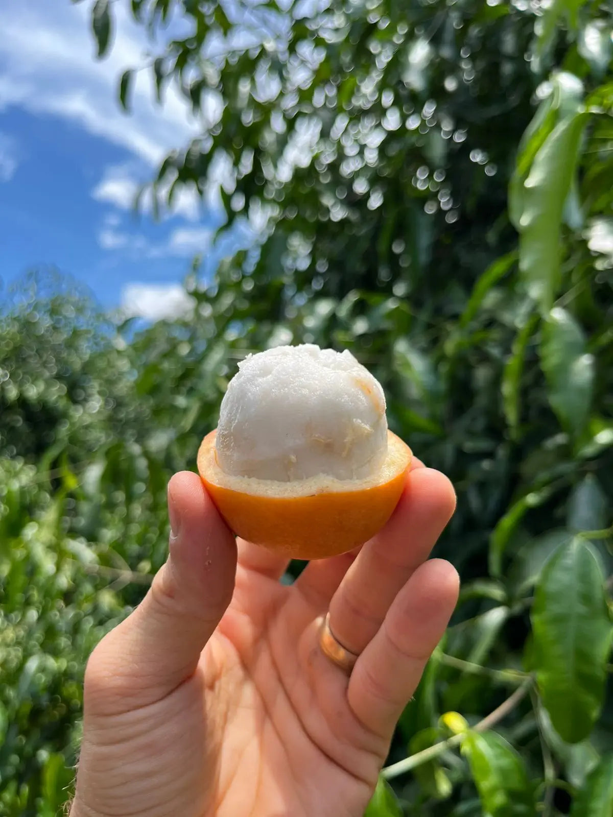A hand holding a peeled Achachairu fruit, showing the bright white, pulpy interior against a lush green background.