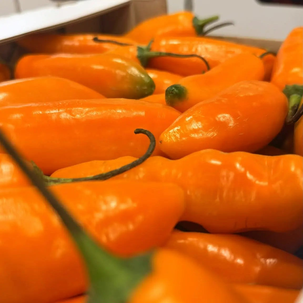 A close-up view of bright glossy orange-yellow fresh ají amarillo chili peppers with green stems packed in a 1 kg wholesale box.