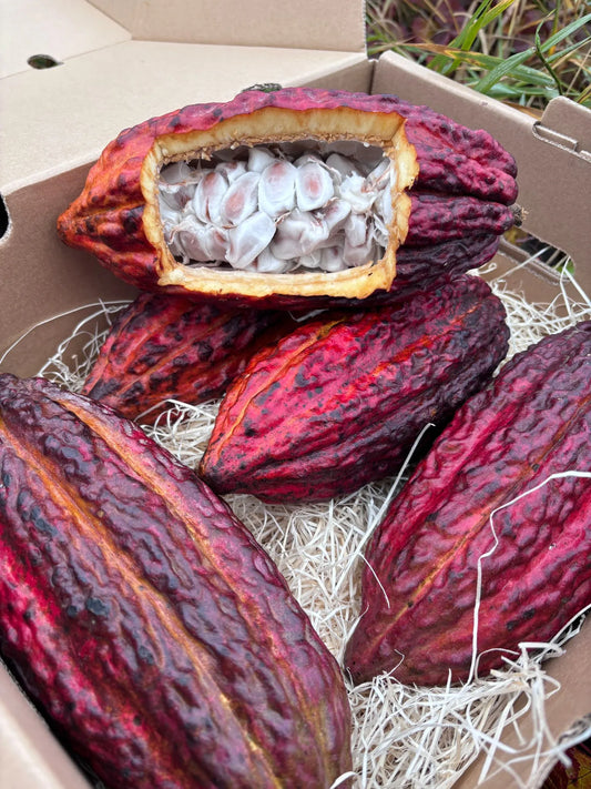 Deep red and purple fresh cacao pods on hay, with one pod sliced open to reveal raw white cocoa beans.