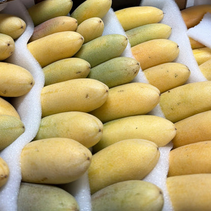 Large yellow and green curuba fruits (banana passion fruit) from Ecuador arranged in protective foam packaging.