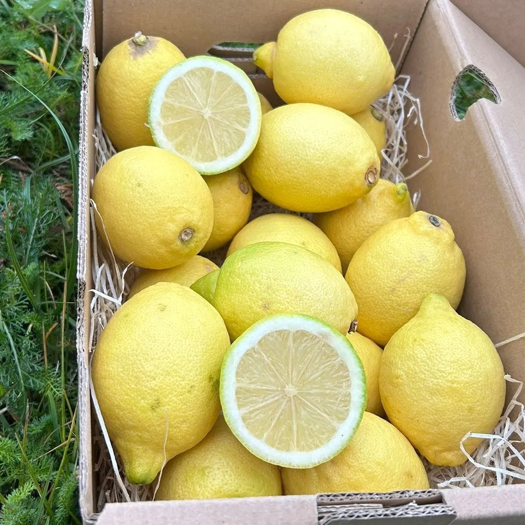 A box of bright yellow Eureka lemons on hay, with two fruits sliced open to show the juicy segments and thin rind.