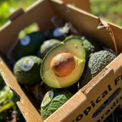 A box of ripe Hass avocados(aguacate hass), with one fruit sliced open to show the creamy green flesh and large brown stone.