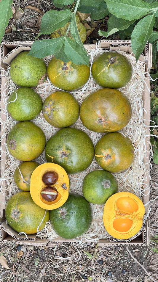 Close-up of fresh green lucuma fruits, one sliced in half revealing the dense yellow interior and two large, shiny brown seeds.