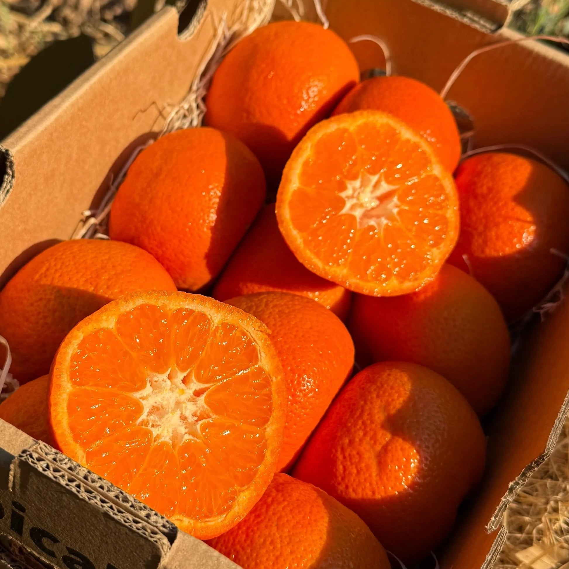 Box of bright orange mandarins on hay, with two fruits sliced open to show juicy, seedless segments.