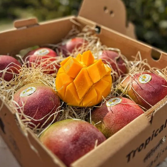 A box of ripe Peruvian Kent mangoes on hay, with one fruit sliced into cubes to show the juicy orange, fibre-free flesh.