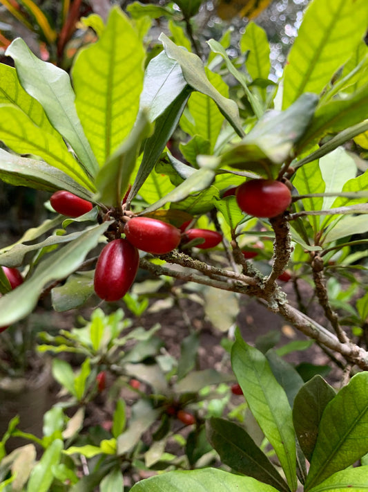Bright red miracle berries (Synsepalum dulcificum) ripening on a green leafy plant in a tropical garden.
