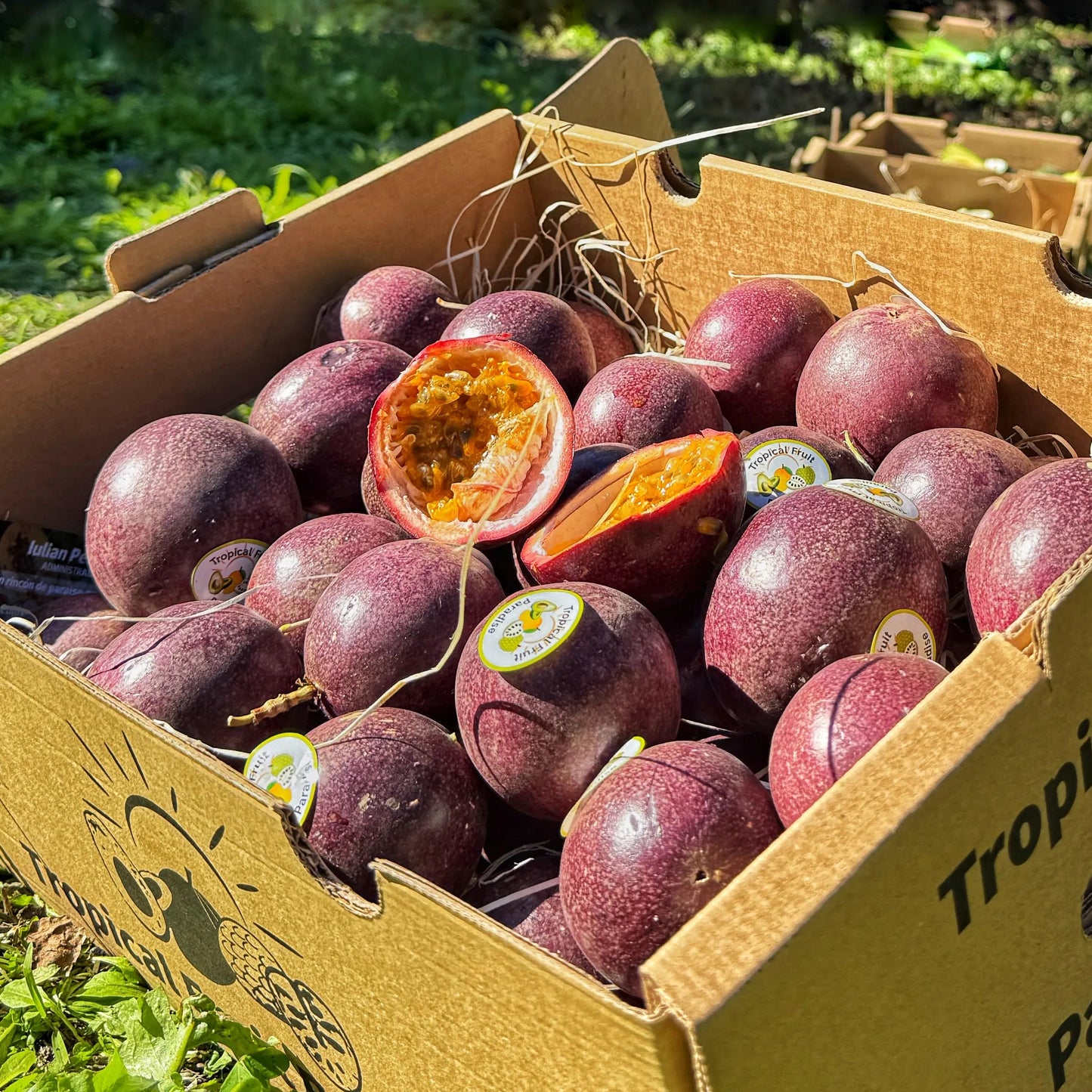 Fresh purple passion fruits in a cardboard box outdoors, with one sliced open to show the aromatic orange pulp and seeds.