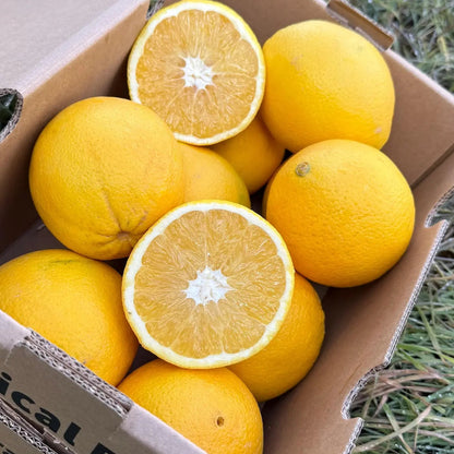 A box of fresh bright orange citrus fruits on hay, with two oranges sliced in half to show the juicy, seedless segments.