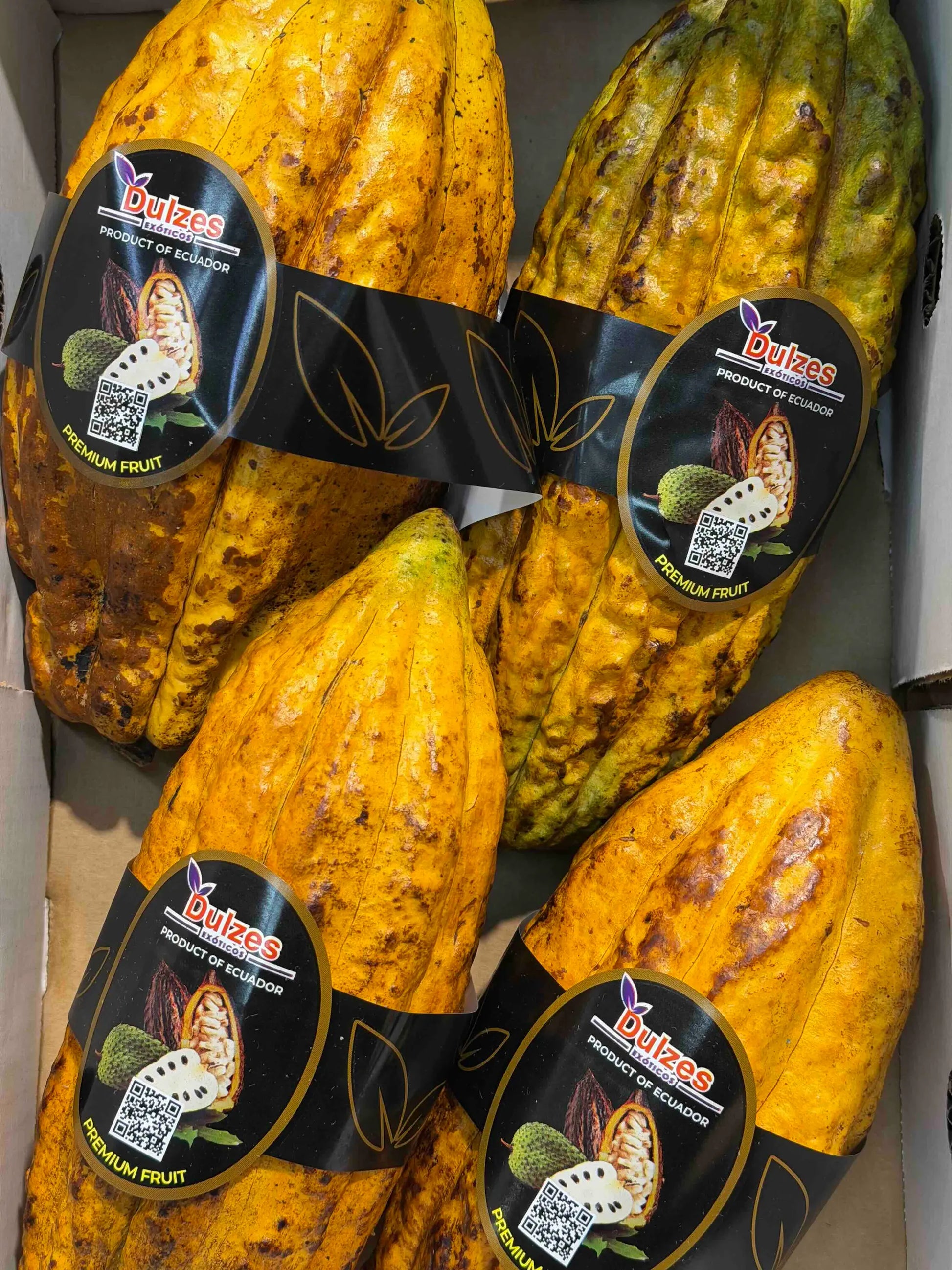 Large, bright yellow fresh cacao pods from Ecuador with premium Dulzes brand labels.