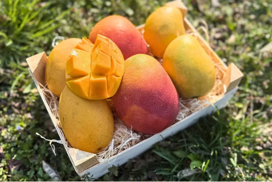 A wooden crate of mixed mango varieties including yellow Mingolo, golden Ataulfo, and red Kent mangoes on green grass.