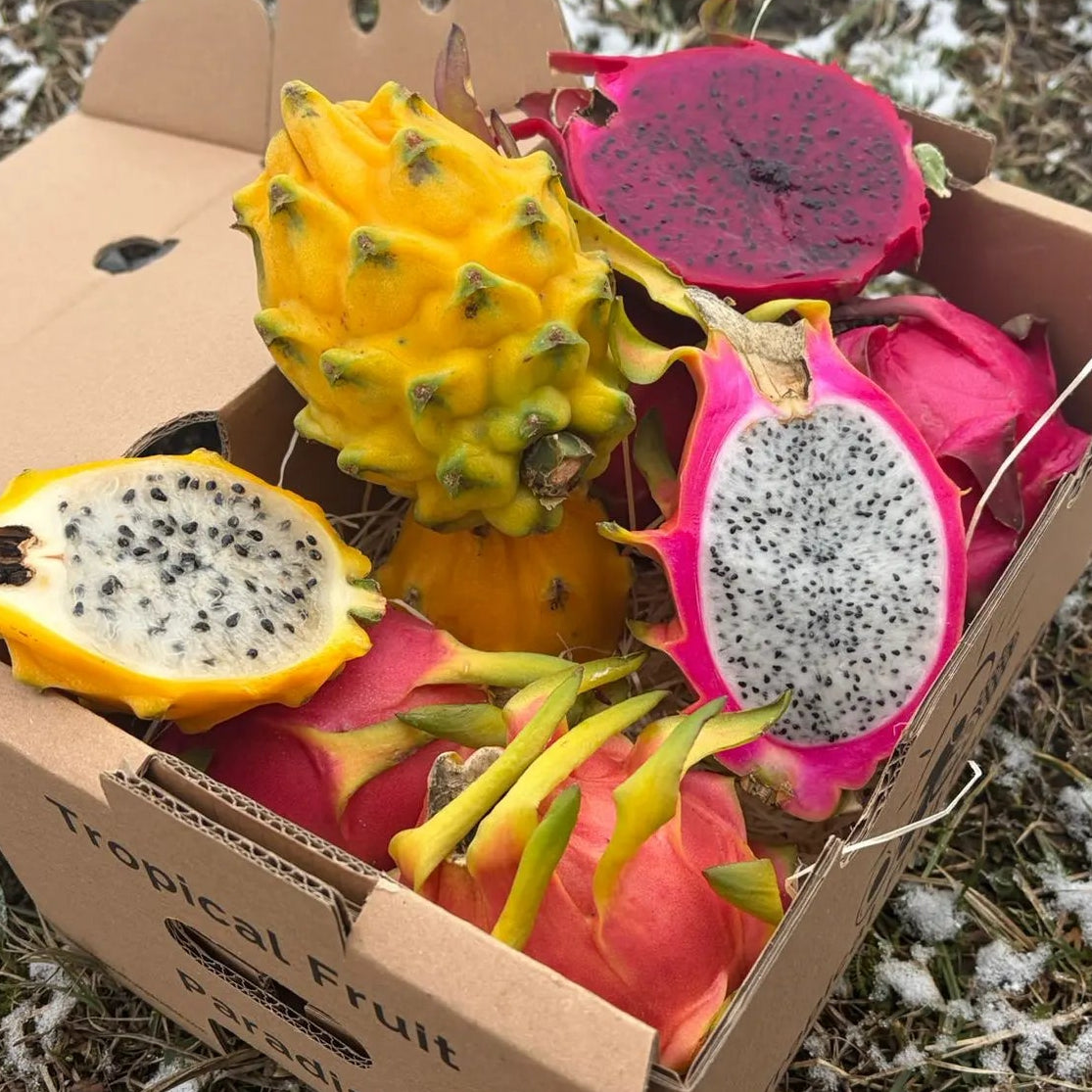 Mixed yellow, white and red Dragon Fruit sliced in a box.