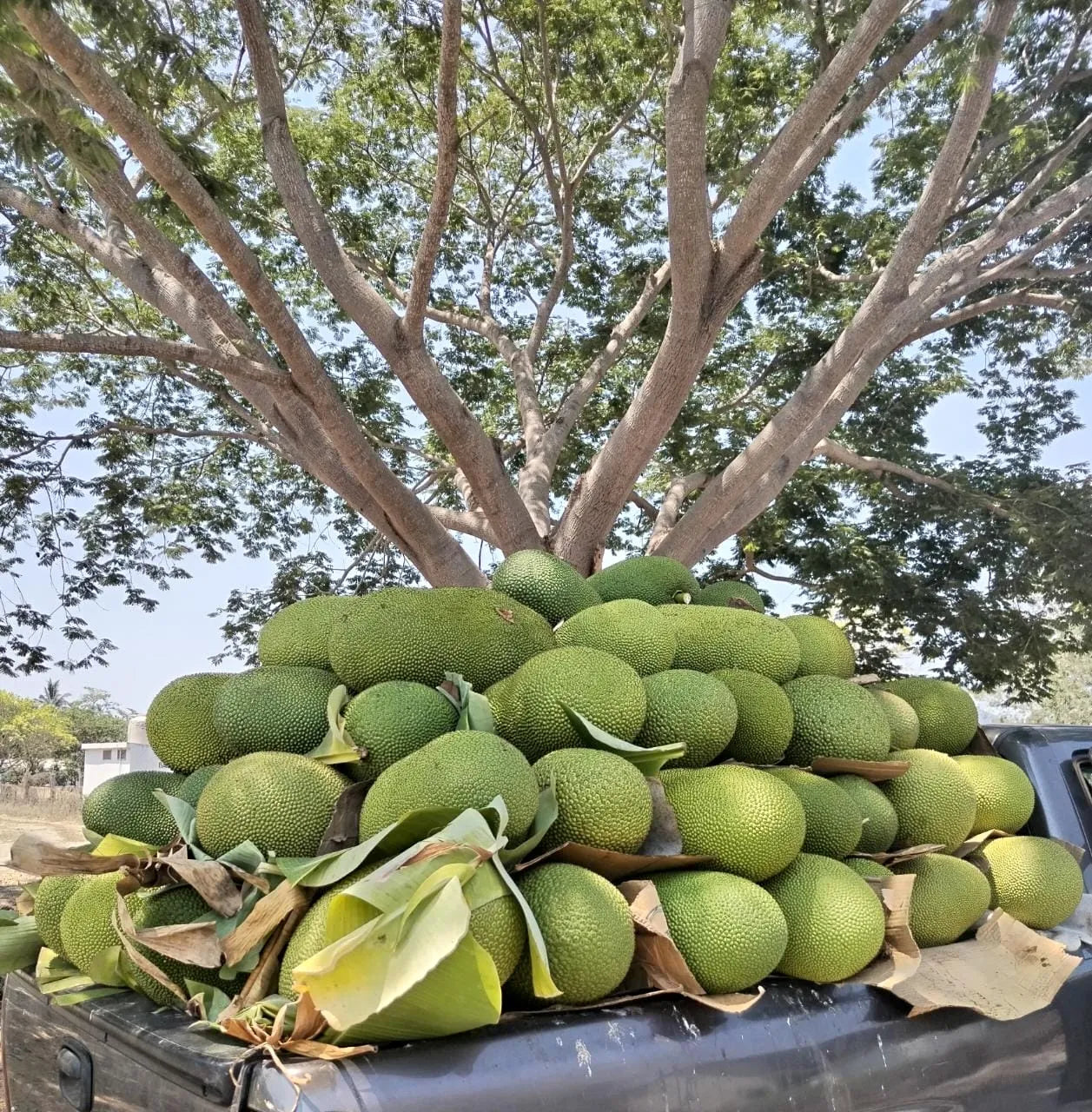 A large pile of whole green jackfruits loaded on a truck bed under a tropical tree for wholesale delivery.